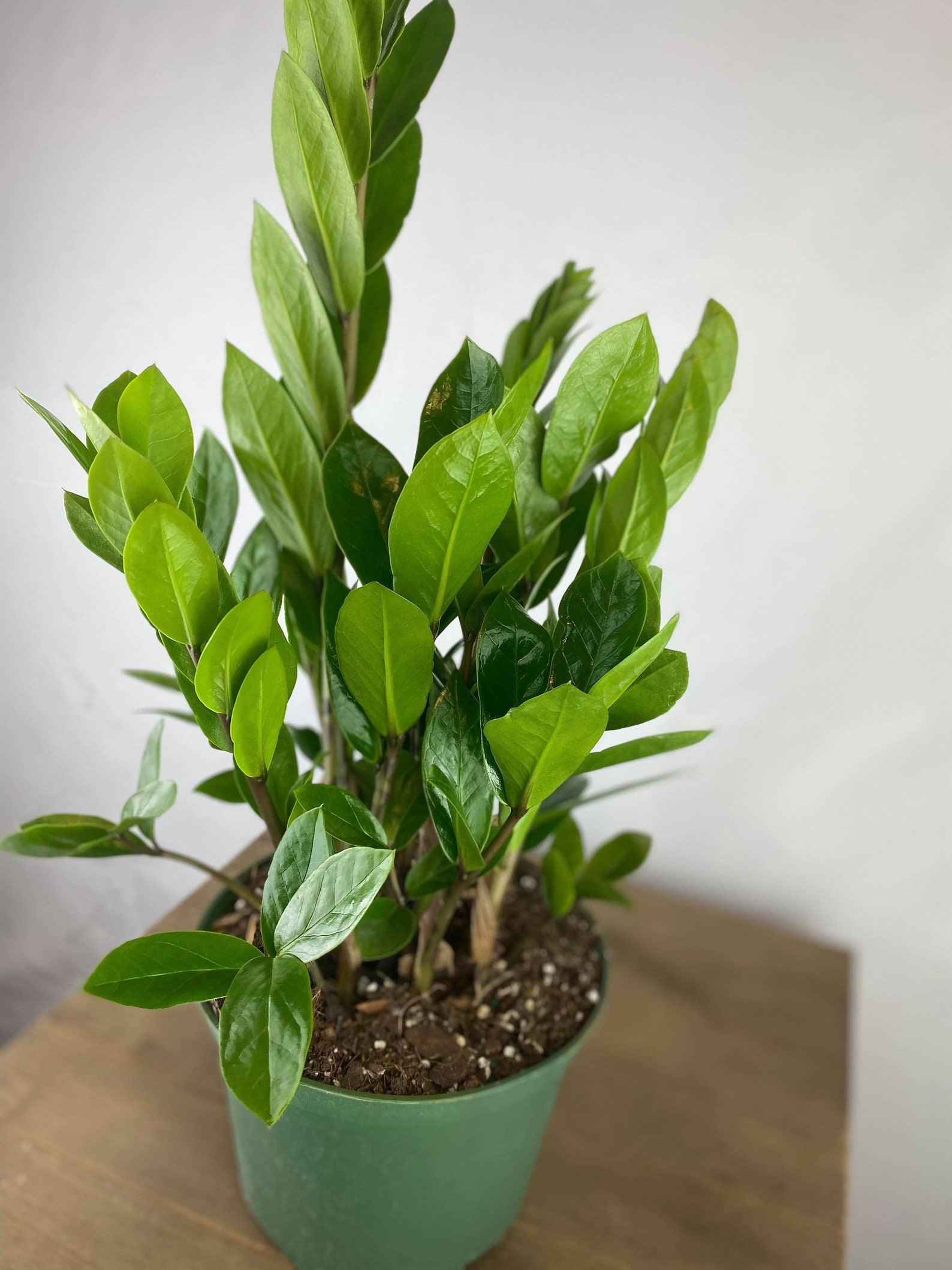 ZZ plant 6 Inch pot Zamioculcas Zamiifolia Zee Zee plant Etsy