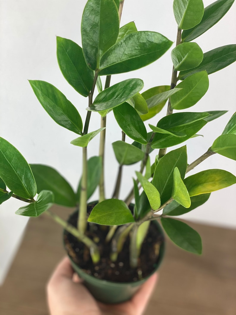 4 Inch ZZ ZZ plant Zamioculcas Zamiifolia Zee Zee plant Etsy