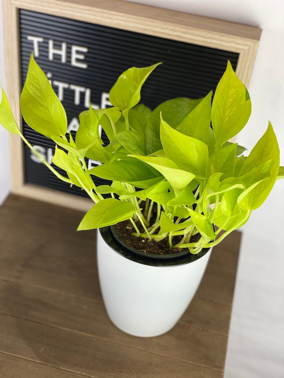 Neon Pothos 4 Inch pot Air purifying Live indoor or | Etsy
