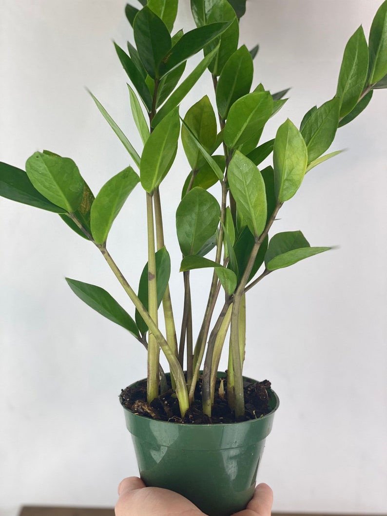 ZZ plant 4 inch pot Zamioculcas Zamiifolia Zee Zee plant
