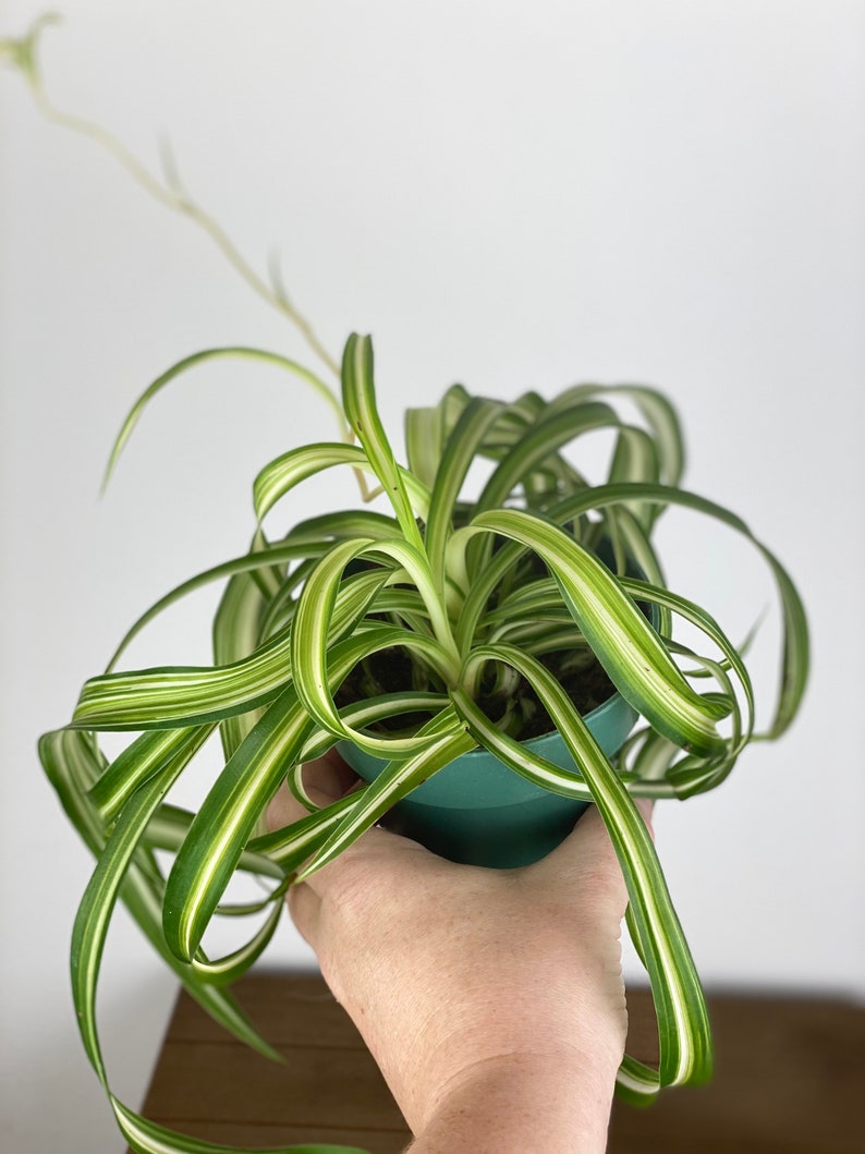 Spider plant 4 inch live houseplant Bonnie Curly Indoor Etsy