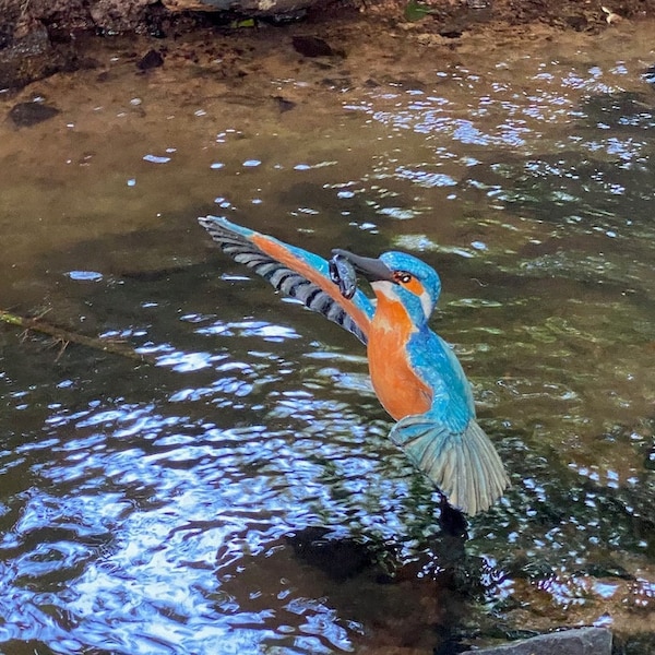 Jagender Eisvogel aus Ton glasiert