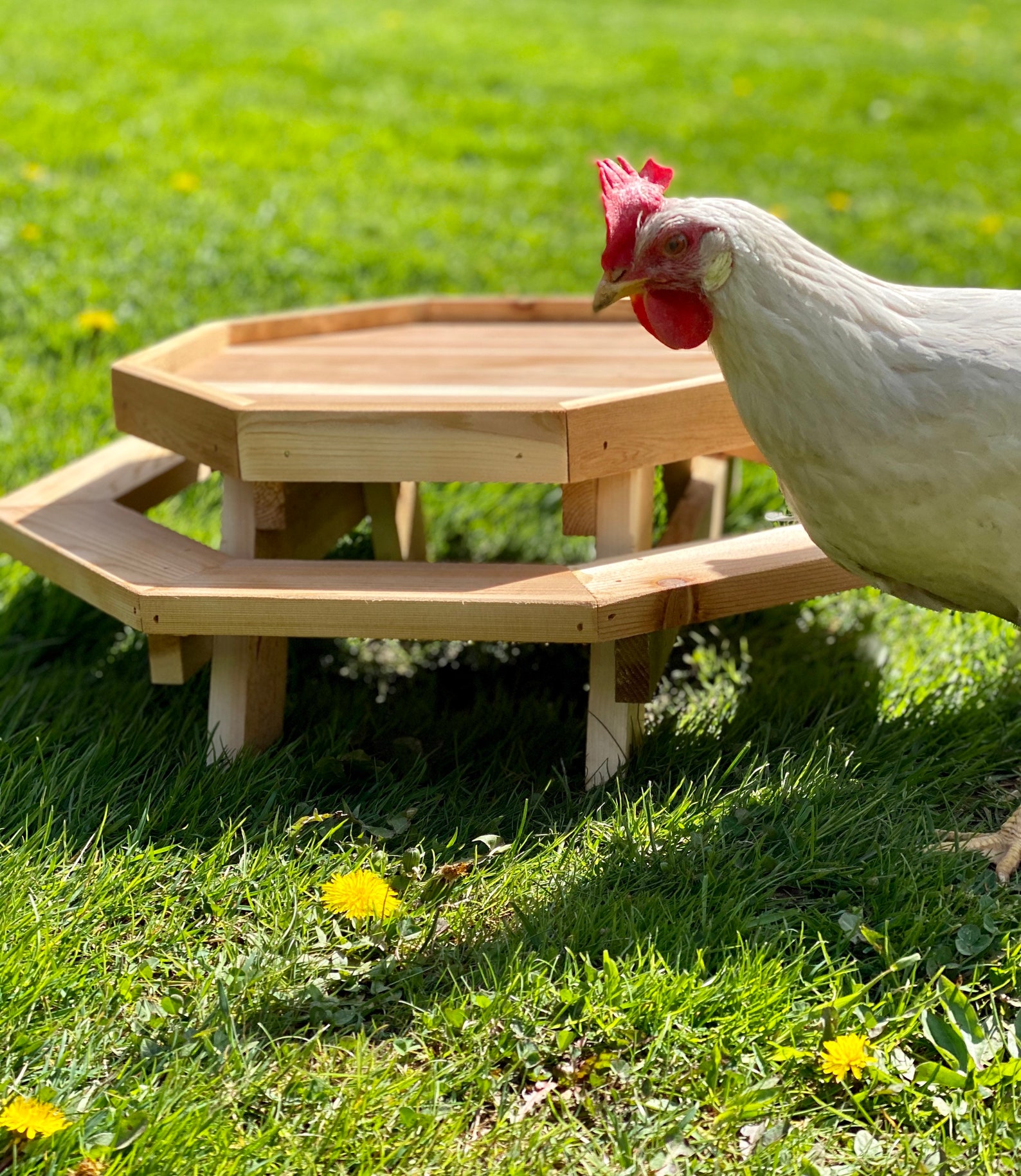 Octagon Chicknic Table/ Garden Planter/ Chicken Picnic Table / Etsy
