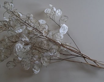 10 Large Dried Lunaria silver dollar money plant flower stems 22 to 28 inches 10 Large Dried Lunaria silver dollar money plant flower stems 22 to 28 inches