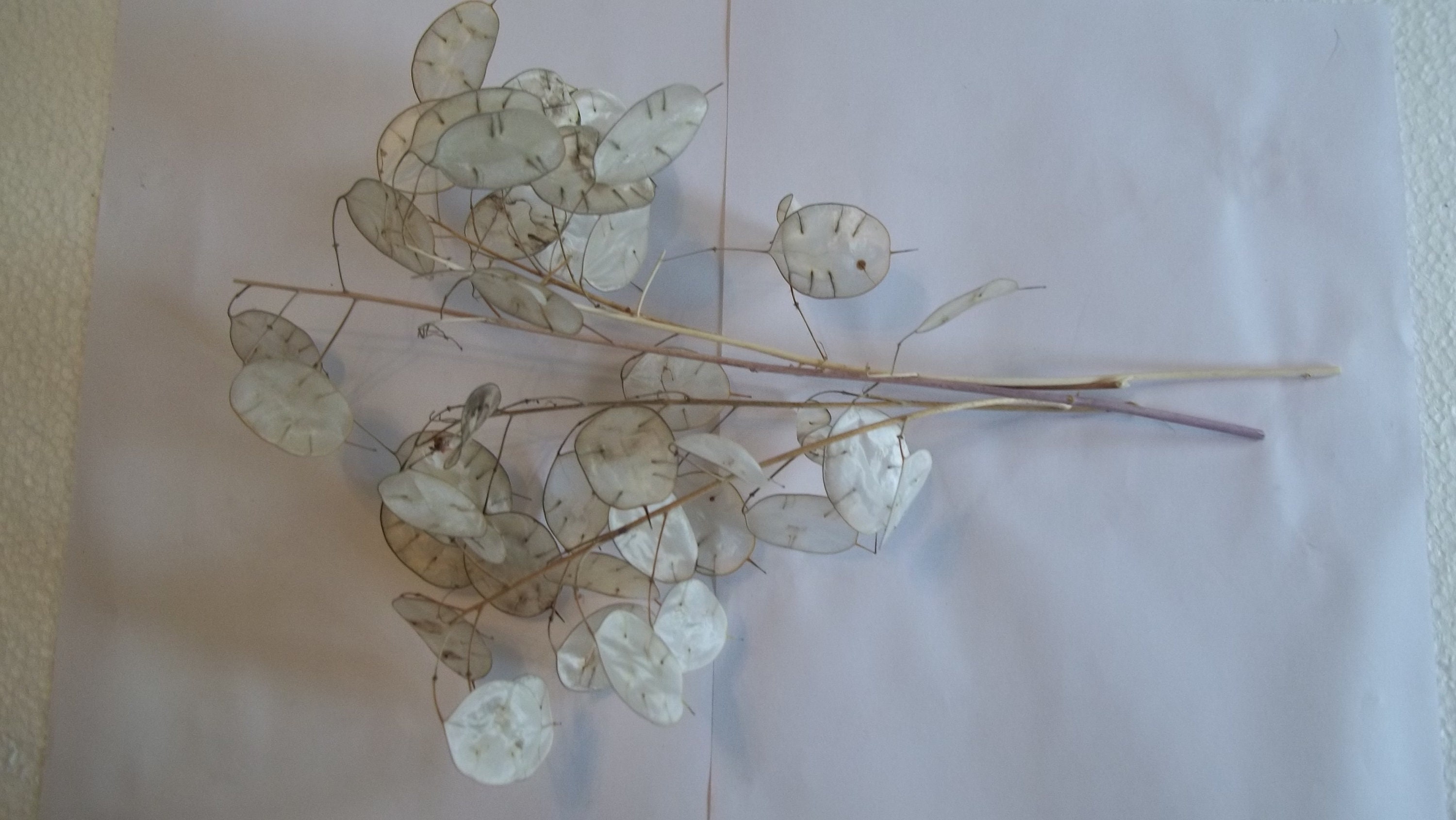 10 Large Dried Lunaria silver dollar money plant flower stems 22 to 28 inches 10 Large Dried Lunaria silver dollar money plant flower stems 22 to 28 inches
