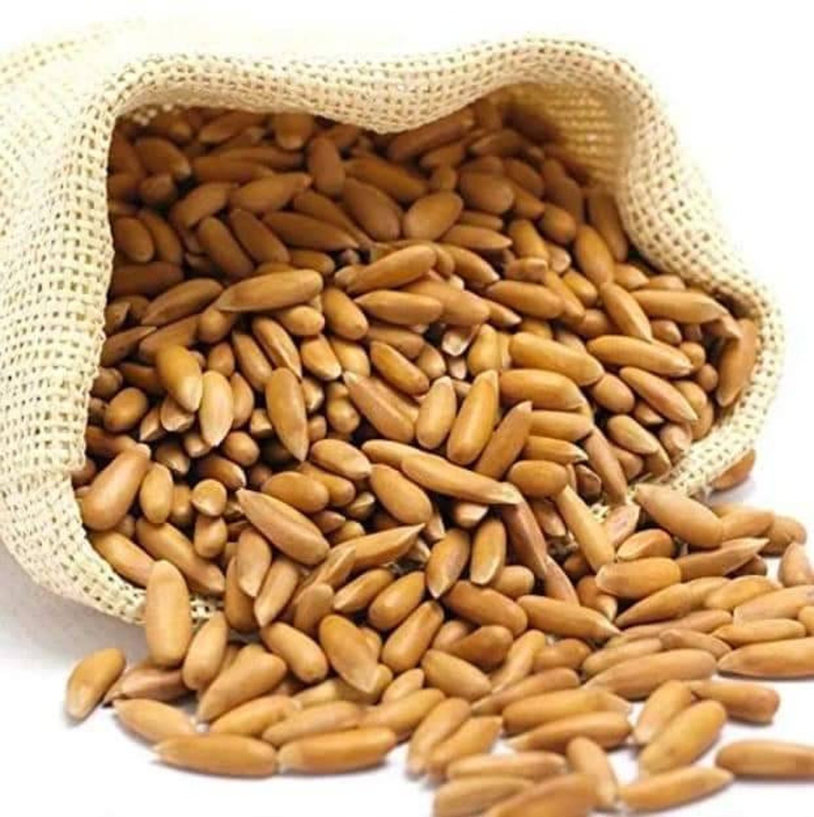 Pine nuts Jalghoza from Afghanistan 100 gr Etsy