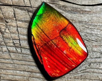 Bright Red Gold Green Ammolite Cabochon, Loose Gemstone, Genuine Canadian Ammonite