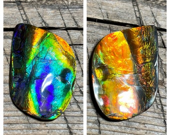 Ammolite Imperial Double Sided Polished Gem Display, Natural Canadian ammonite Fossil