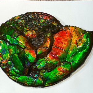 T6614 Side B- Huge Whole Canadian Ammonite Fossil. Complete Double Sided, Genuine, Rainbow Colours