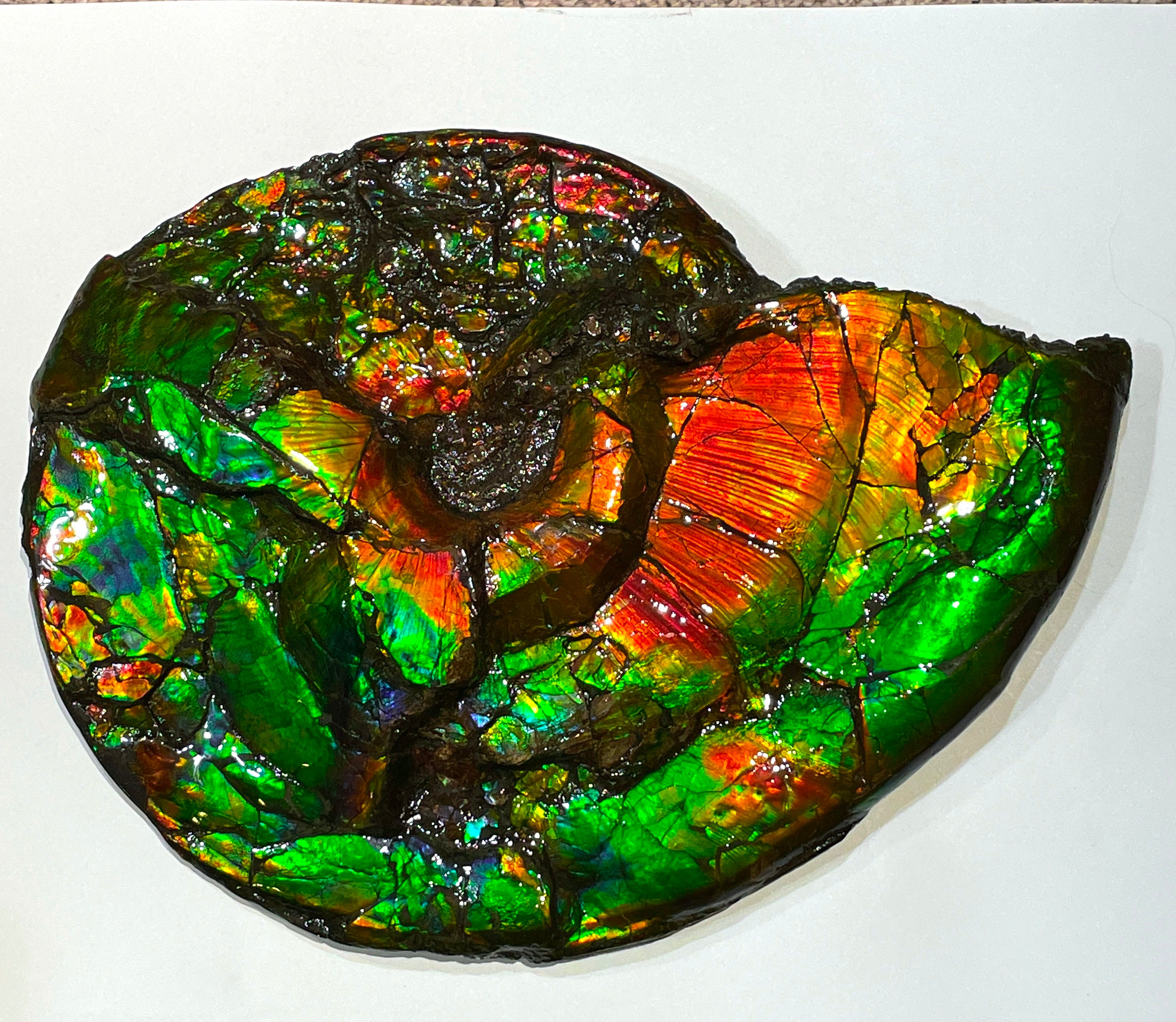 T6614 Side B- Huge Whole Canadian Ammonite Fossil. Complete Double Sided, Genuine, Rainbow Colours