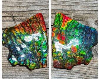Large Rainbow Polished Ammolite Imperial Double Sided Gem Display, Canadian Ammonite Fossil