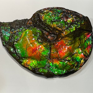 T6614 Side A- Huge Whole Canadian Ammonite Fossil. Complete Double Sided, Genuine, Rainbow Colours