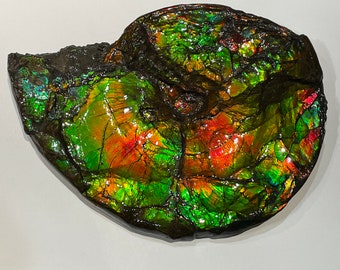 T6614 Side A- Huge Whole Canadian Ammonite Fossil. Complete Double Sided, Genuine, Rainbow Colours