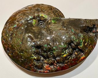 D1832 Side B- Large Whole Canadian Ammonite Fossil. Dinosaur Bite Mark, Complete Double Sided, Genuine, Rainbow Colours