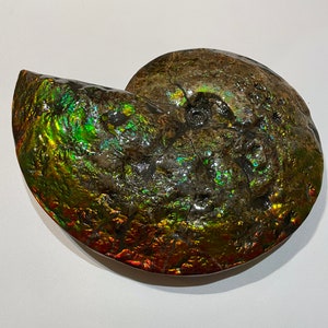 D1832 Side A- Large Whole Canadian Ammonite Fossil. Dinosaur Bite Mark, Complete Double Sided, Genuine, Rainbow Colours