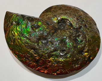 D1832 Side A- Large Whole Canadian Ammonite Fossil. Dinosaur Bite Mark, Complete Double Sided, Genuine, Rainbow Colours