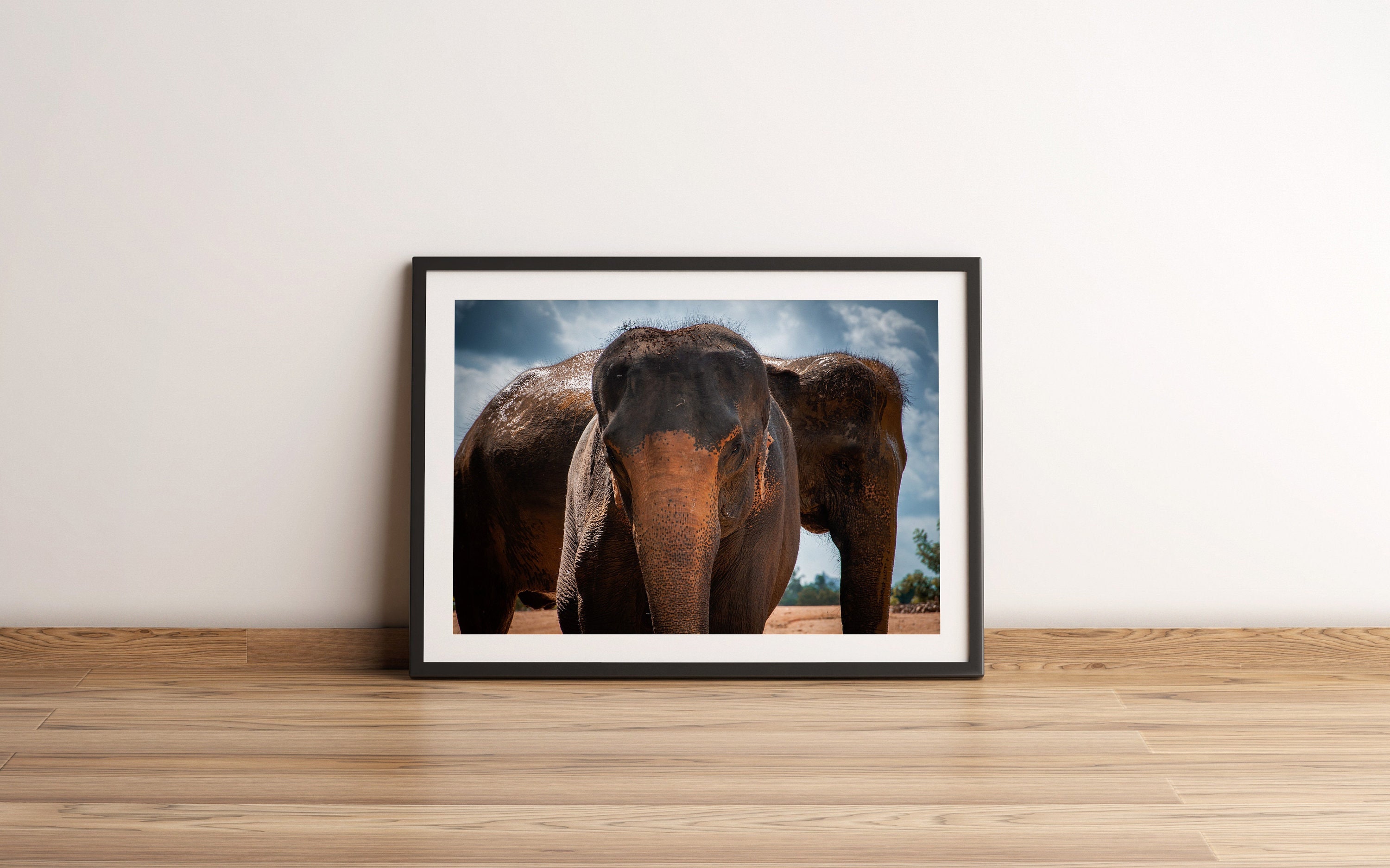 Elephants Portrait