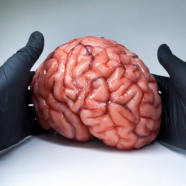 Realistic human brain life size, anatomical accurate