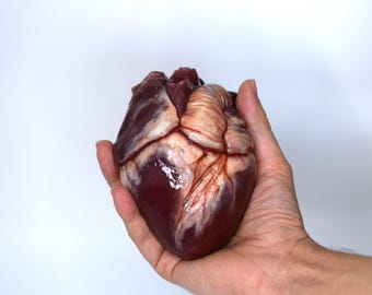 Hollow Human Heart Model 2.0, Large Life Size Silicone Anatomical Replica for Animatronics & Horror FX