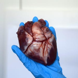 Realistic Human Heart Model 2.0, Large Life Size Solid Silicone Anatomical Replica, Horror FX Movie Prop
