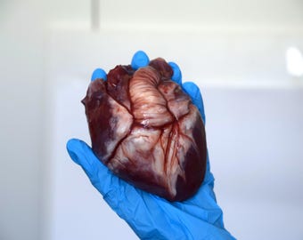 Realistic Human Heart Model 2.0, Large Life Size Solid Silicone Anatomical Replica, Horror FX Movie Prop