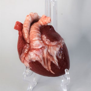 Realistic Human Heart Life Size , Anatomical Human Heart Silicone Sculpture image 4