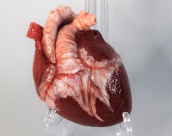 Realistic Human Heart Model Life Size, Anatomical Silicone Heart