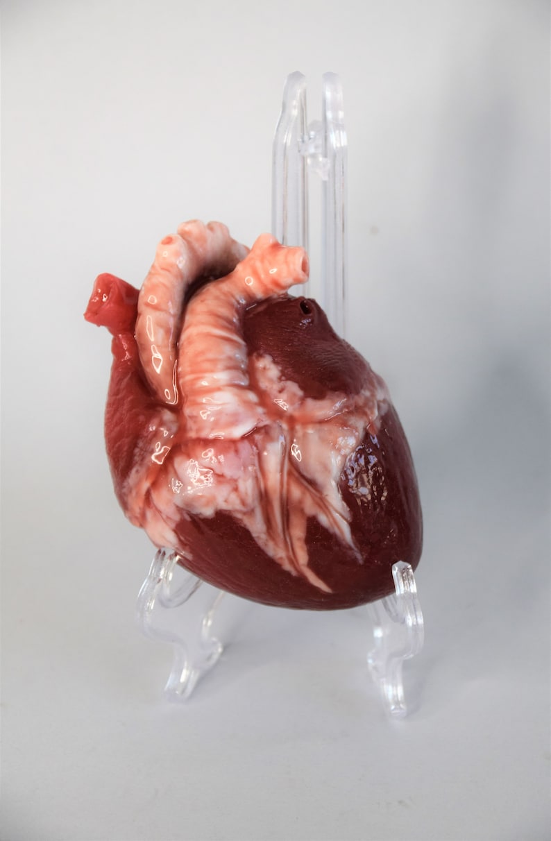 Realistic Human Heart Life Size , Anatomical Human Heart Silicone Sculpture image 4