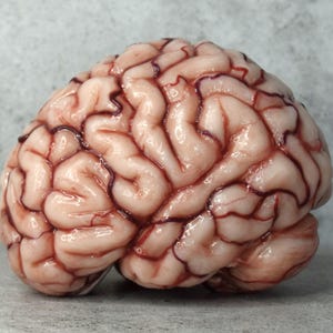 Realistic human brain life size, anatomical accurate