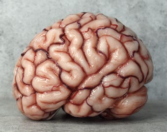 Realistic Human Brain Model Life Size, Anatomical Silicone Brain Replica