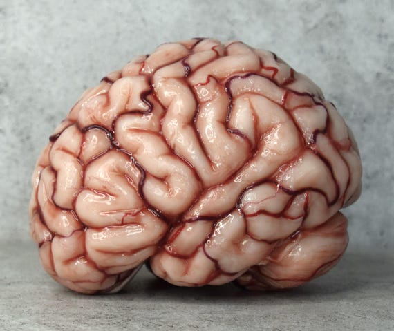 Realistic human brain life size, anatomical accurate - Etsy 日本