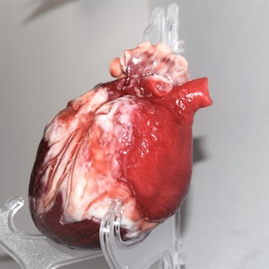 Realistic Human Heart Life Size , Anatomical Human Heart Silicone Sculpture image 7