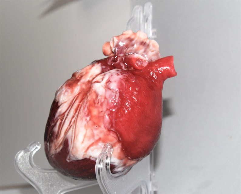 Realistic Human Heart Life Size , Anatomical Human Heart Silicone Sculpture image 7