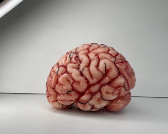 SALE 40% OFF, defect pieces, human brain life size. Please read the description.