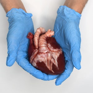 Realistic Human Heart Life Size , Anatomical Human Heart Silicone Sculpture image 1