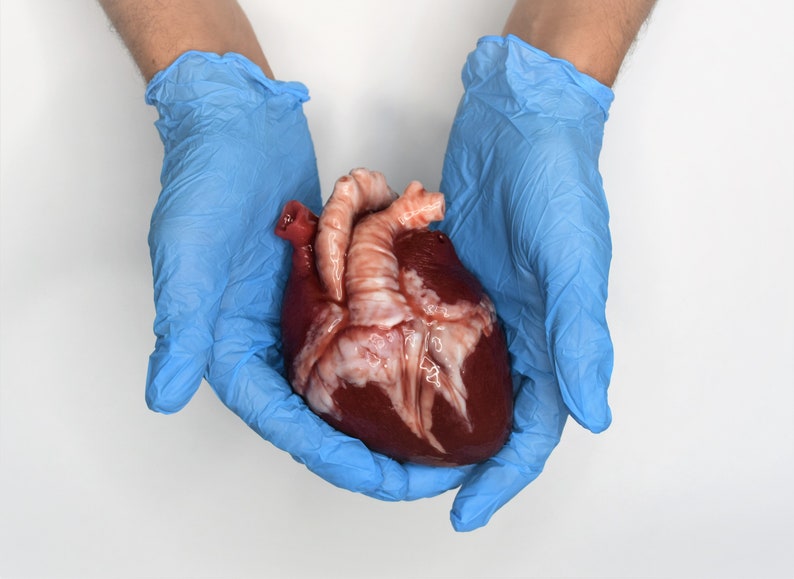 Realistic Human Heart Life Size , Anatomical Human Heart Silicone Sculpture image 1