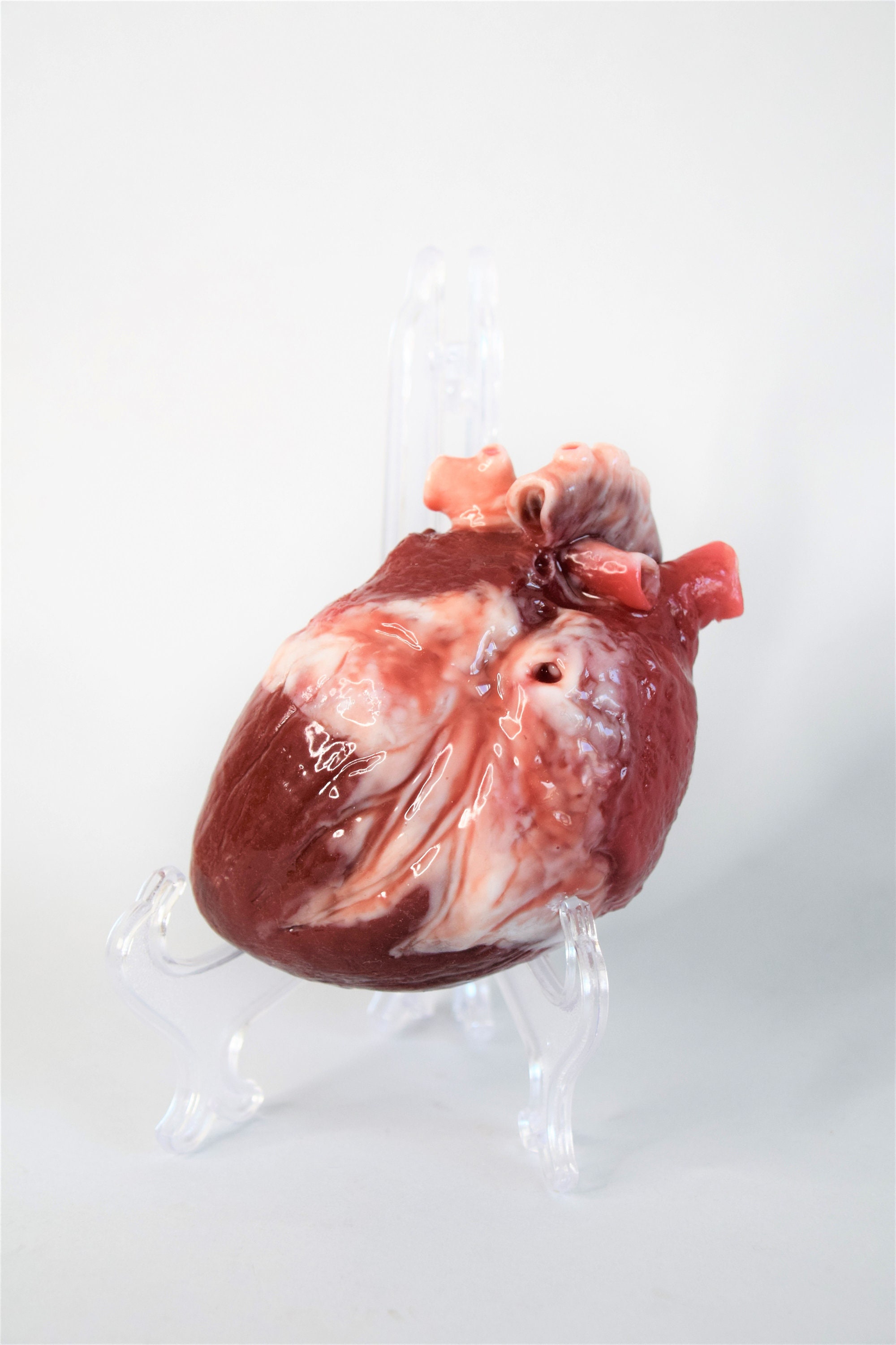 Realistic Human Heart Model Life Size, Anatomical Silicone Heart