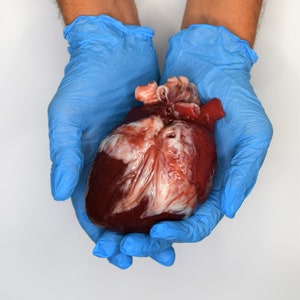 Realistic Human Heart Life Size , Anatomical Human Heart Silicone Sculpture image 3