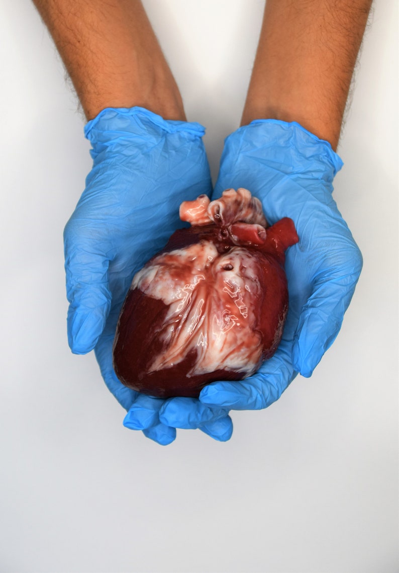 Realistic Human Heart Life Size , Anatomical Human Heart Silicone Sculpture image 3