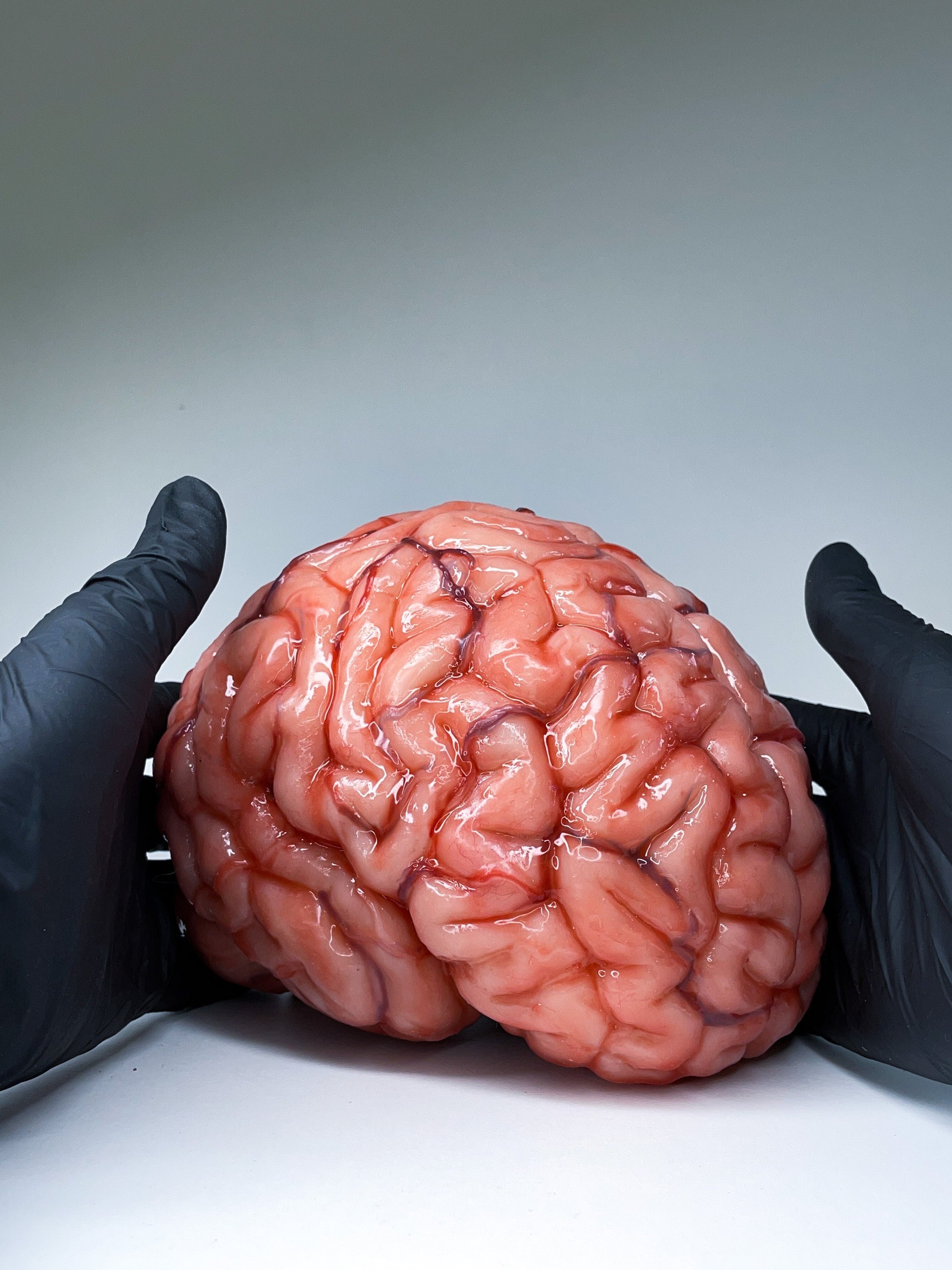 Realistic Human Brain Life Size, Anatomical Accurate 