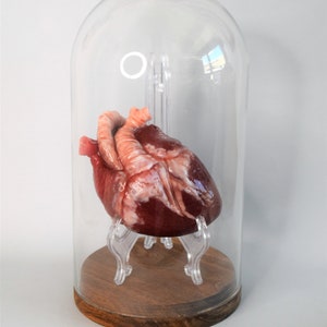 Realistic Human Heart Life Size , Anatomical Human Heart Silicone Sculpture image 8