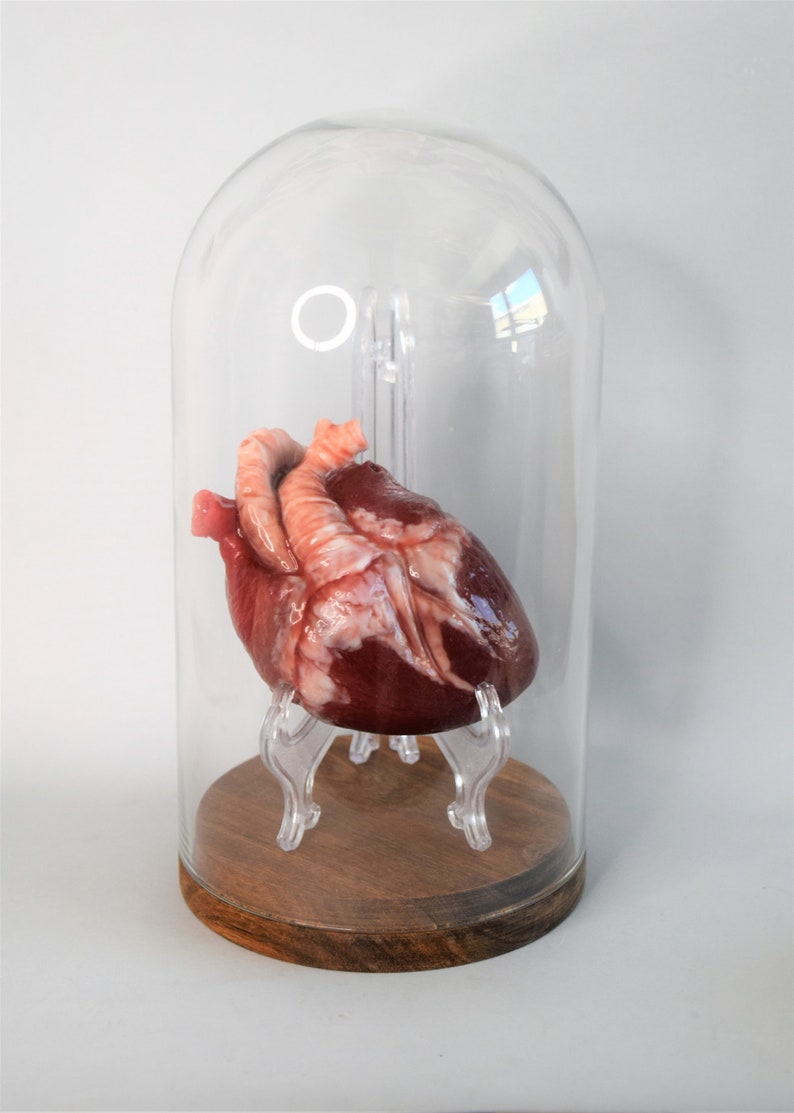 Realistic Human Heart Life Size , Anatomical Human Heart Silicone Sculpture image 8