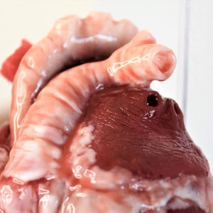 Realistic Human Heart Life Size , Anatomical Human Heart Silicone Sculpture image 5