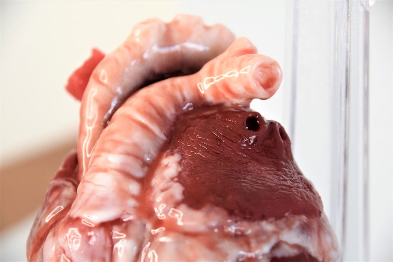 Realistic Human Heart Life Size , Anatomical Human Heart Silicone Sculpture image 5