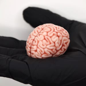 May include: A detailed model of a human brain, in shades of pink and red, is held in a black gloved hand. The brain's surface shows intricate folds and textures. The background is plain white, highlighting the model.