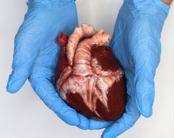 Hollow realistic human heart life size , anatomical human heart
