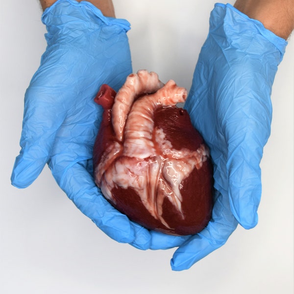 Hollow realistic human heart life size , anatomical human heart