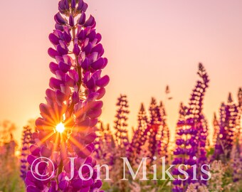 Lupine Flowers Sunrise Print – Cape Cod Seascape