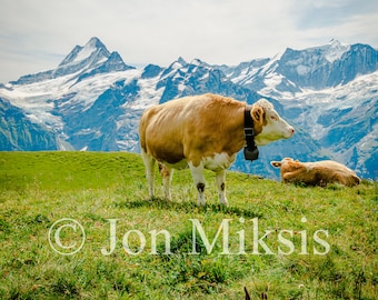 Swiss Cows Print – Grindelwald, Switzerland Landscape