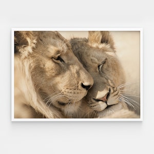 Arte mural imprimible. Lámina grande de león. Una pareja de leones enamorados. Juego de 2 láminas de pareja de león y leona. Descarga digital.